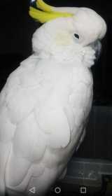Lost Cockatoo