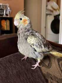 Lost Cockatiel