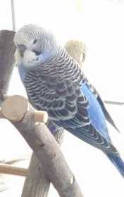 Lost Budgerigar