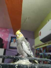 Lost Cockatiel