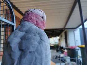 Lost Galah Cockatoo