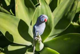 Lost Indian Ringneck Parakeet