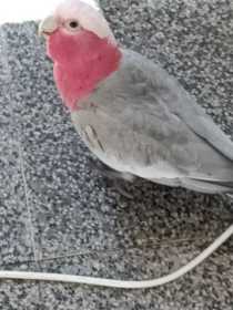 Lost Galah Cockatoo