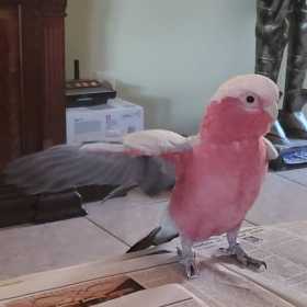 Lost Galah Cockatoo
