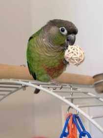 Lost Conure