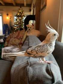 Lost Cockatiel