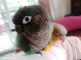 Lost Conure