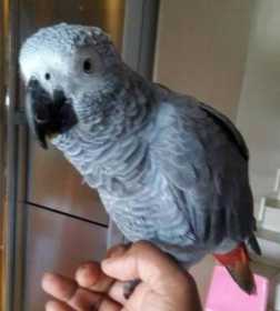 Lost African Grey