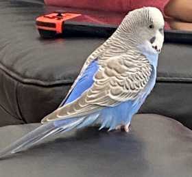 Lost Budgerigar