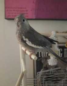 Lost Cockatiel