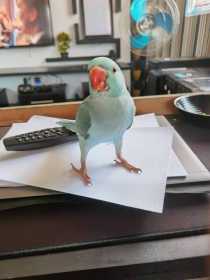 Lost Indian Ringneck Parakeet