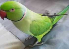 Lost African Ringneck Parakeet