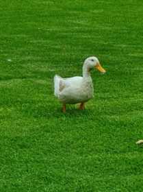 Lost Duck