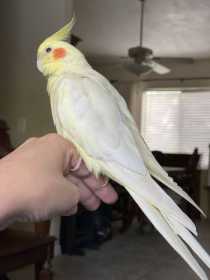 Lost Cockatiel