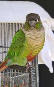 Lost Conure