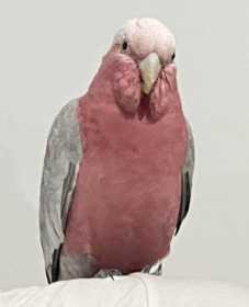 Lost Galah Cockatoo