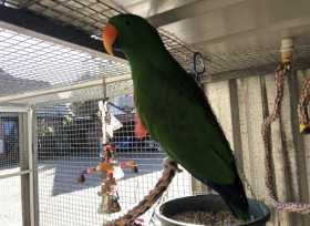 Lost Eclectus