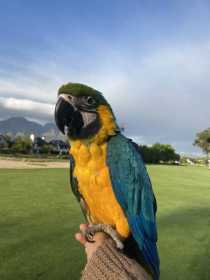 Lost Macaw