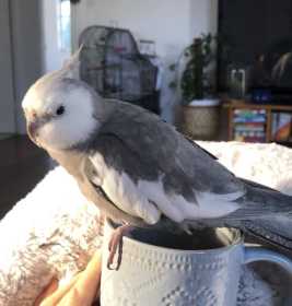 Lost Cockatiel