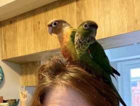 Lost Conure