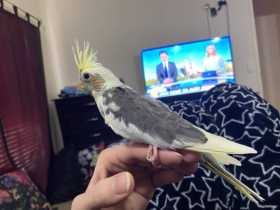 Lost Cockatiel