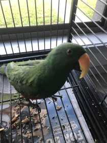 Lost Eclectus