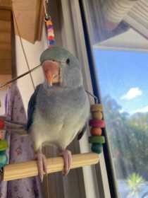 Lost Indian Ringneck Parakeet