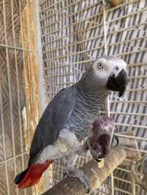 Lost African Grey