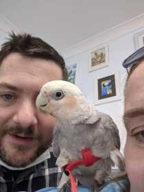 Lost Corella Cockatoo