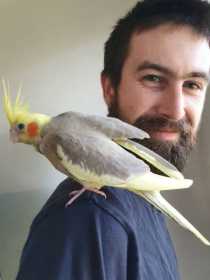 Lost Cockatiel