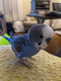 Lost Parakeet