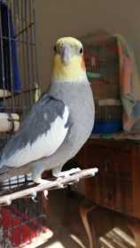 Lost Cockatiel