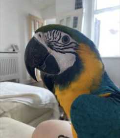 Lost Macaw