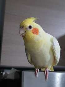 Lost Cockatiel