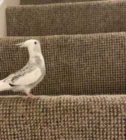 Lost Cockatiel