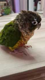 Lost Conure