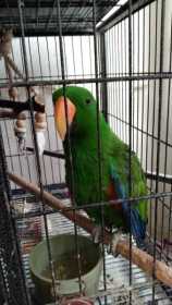 Lost Eclectus