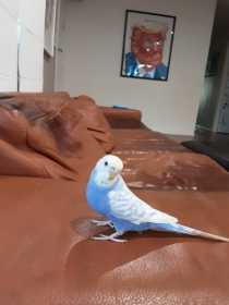 Lost Budgerigar