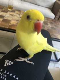 Lost Indian Ringneck Parakeet