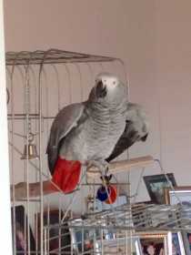 Lost African Grey