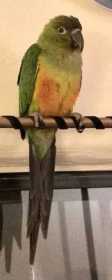 Lost Conure