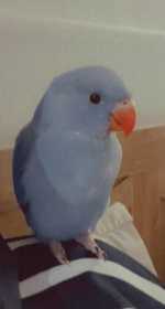 Lost Indian Ringneck Parakeet