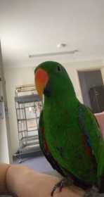 Lost Eclectus