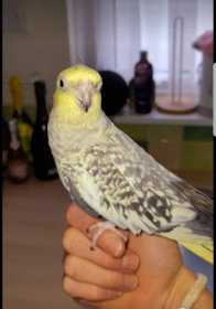 Lost Cockatiel