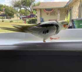 Lost Cockatiel