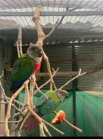 Lost Conure