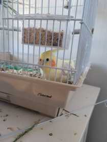 Lost Cockatiel