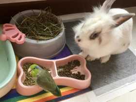 Lost Parrotlet