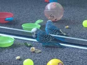 Lost Budgerigar