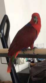 Lost Eclectus